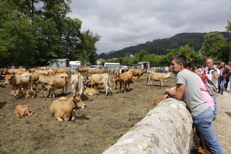 La localidad canguesa de Corao ha vuelto a ser el referente del sector ganadero de Asturias, con una feria en la que se han dado cita más de 3.000 reses. Las ventas alcanzaron el 80%.