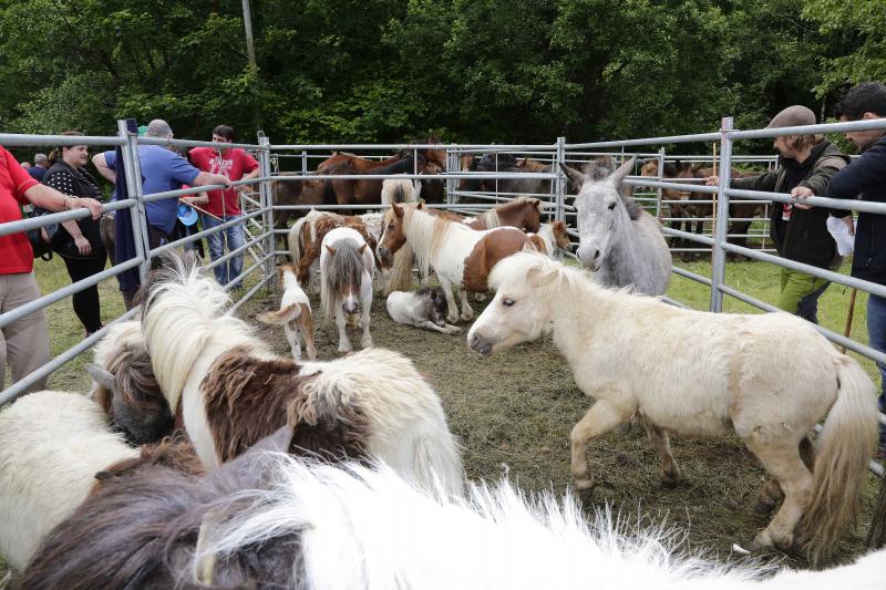 La localidad canguesa de Corao ha vuelto a ser el referente del sector ganadero de Asturias, con una feria en la que se han dado cita más de 3.000 reses. Las ventas alcanzaron el 80%.