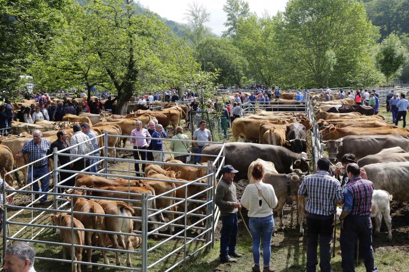 La localidad canguesa de Corao ha vuelto a ser el referente del sector ganadero de Asturias, con una feria en la que se han dado cita más de 3.000 reses. Las ventas alcanzaron el 80%.