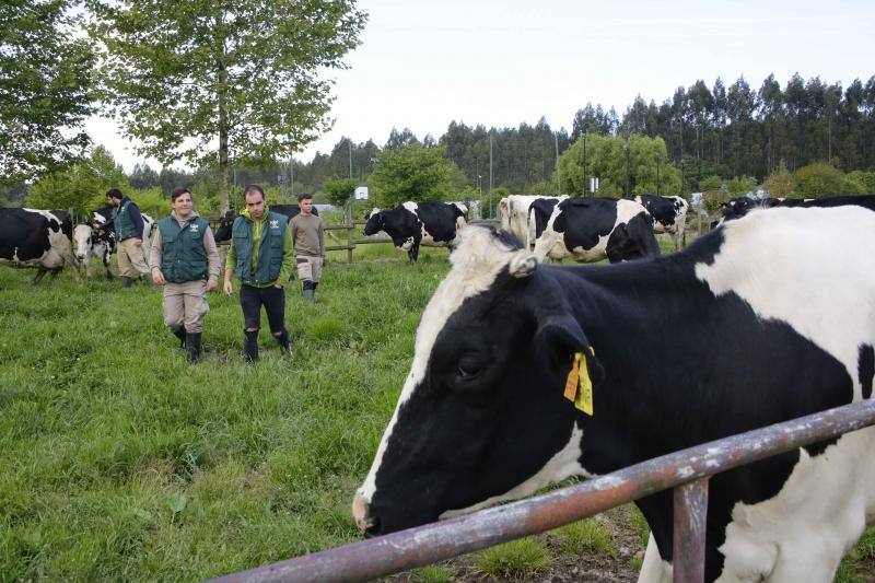 Los alumnos se formarán para gestionar explotaciones, domar caballos y asistir a veterinarios, lo que multiplica las salidas profesionales