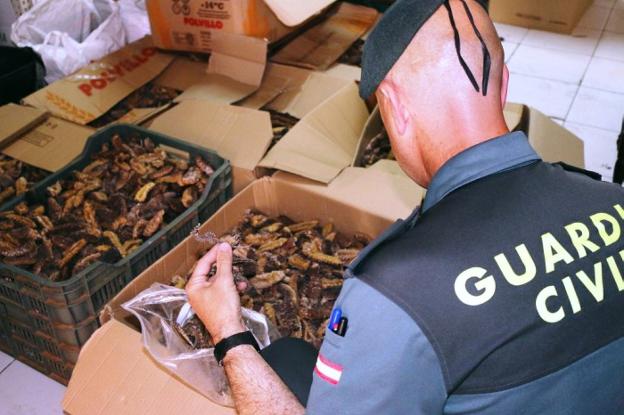 La Guardia Civil interceptó cajas con 340 kilos de pepinos. 