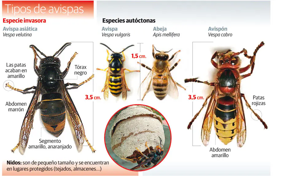 La 'vespa velutina' o avispa asiática accedió al continente por Francia en un barco que atracó en Burdeos procedente de China