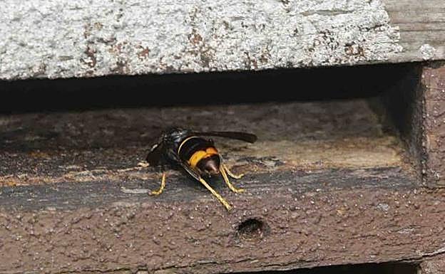 Un ejemplar de avispa asiática.