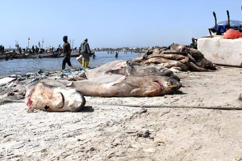 La gente camina cerca de tiburones muertos cerca de llantas y residuos plásticos en la altamente poblada bahía de Hann en Dakar