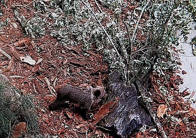 Mejora la salud de la osezna hallada en Proaza