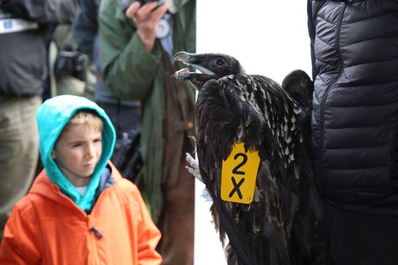 'Hugo', 'Lorien' y 'Niebla' llegan al Parque Nacional para sumarse al proyecto de recuperación de la especie