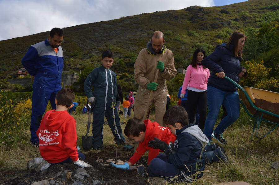 Los 42 alumnos del CRA Río Cibea han plantado esta mañana más de 20 castaños y abedules en la antigua escombrera de la mina de Carballo para «tener bosques más bonitos». El centro pretende concienciar a los más jóvenes sobre la importancia de conservar el medio natural en un espacio protegido como el parque de Fuentes del Narcea, Degaña e Ibias.