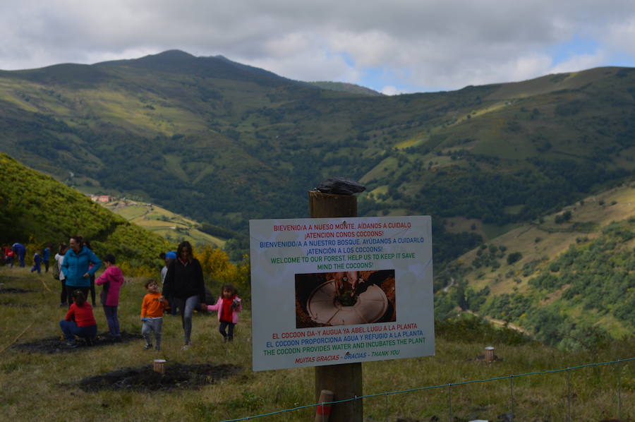 Los 42 alumnos del CRA Río Cibea han plantado esta mañana más de 20 castaños y abedules en la antigua escombrera de la mina de Carballo para «tener bosques más bonitos». El centro pretende concienciar a los más jóvenes sobre la importancia de conservar el medio natural en un espacio protegido como el parque de Fuentes del Narcea, Degaña e Ibias.