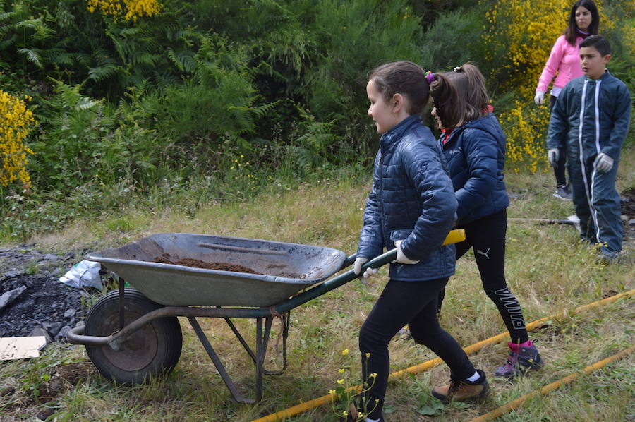 Los 42 alumnos del CRA Río Cibea han plantado esta mañana más de 20 castaños y abedules en la antigua escombrera de la mina de Carballo para «tener bosques más bonitos». El centro pretende concienciar a los más jóvenes sobre la importancia de conservar el medio natural en un espacio protegido como el parque de Fuentes del Narcea, Degaña e Ibias.