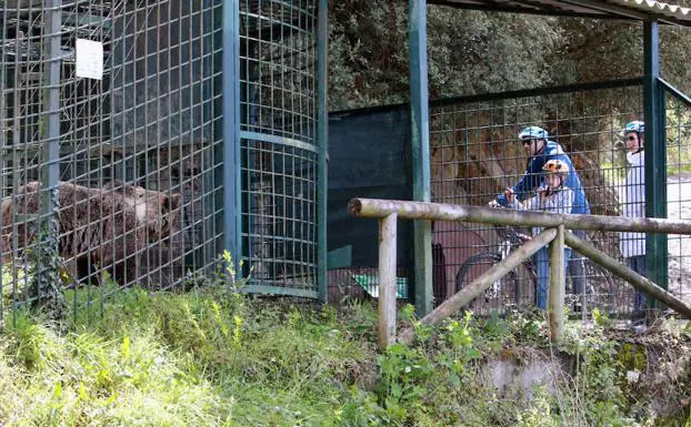 Visitantes observan el cercado osero.