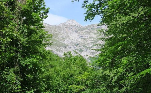 Desde la Foz del Cándanu. Arriba el Pico Valdepino con las paredes que caen a los Beyos.