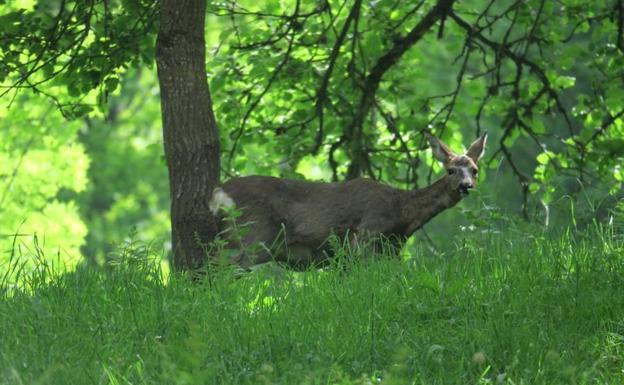 Venado en la Foz del Cándanu.