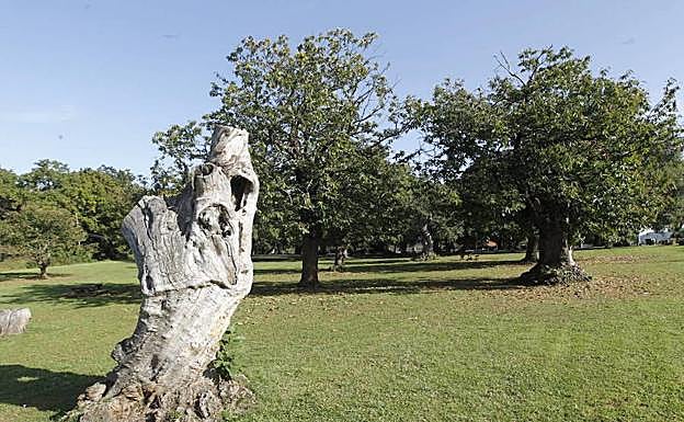 La carbayera del Tragamón.