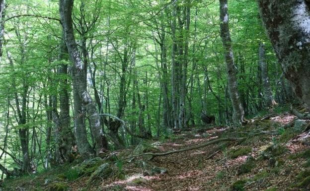 Camino entre hayedos. 