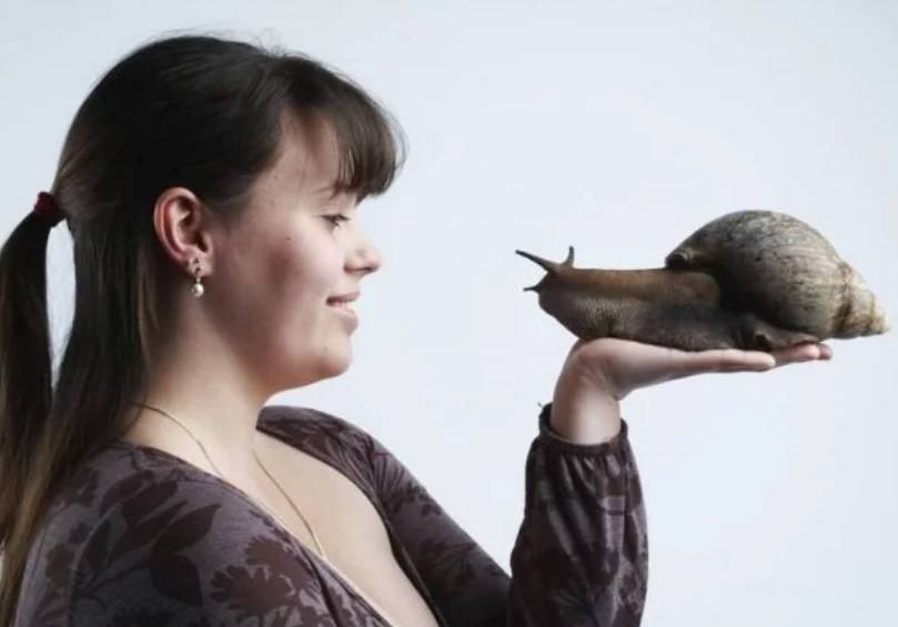 El caracol más grande del mundo roza los 40 centímetros, desde la cabeza hasta la cola. Por su parte, la concha cuenta con una longitud de 27,3 centímetros y un peso de 900 gramos.