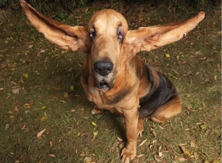 Los dueños de este sabueso llamado Tiggeru decidieron un día medirle las orejas. Descubrieron que era el perro con las orejas más largas, en donde el pabellón auditivo supera los 34 centímetros. 