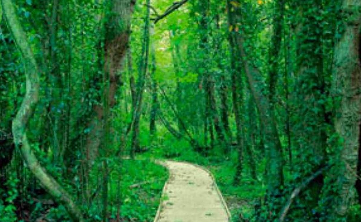  Uno de los paseos del Jardín Botánico 