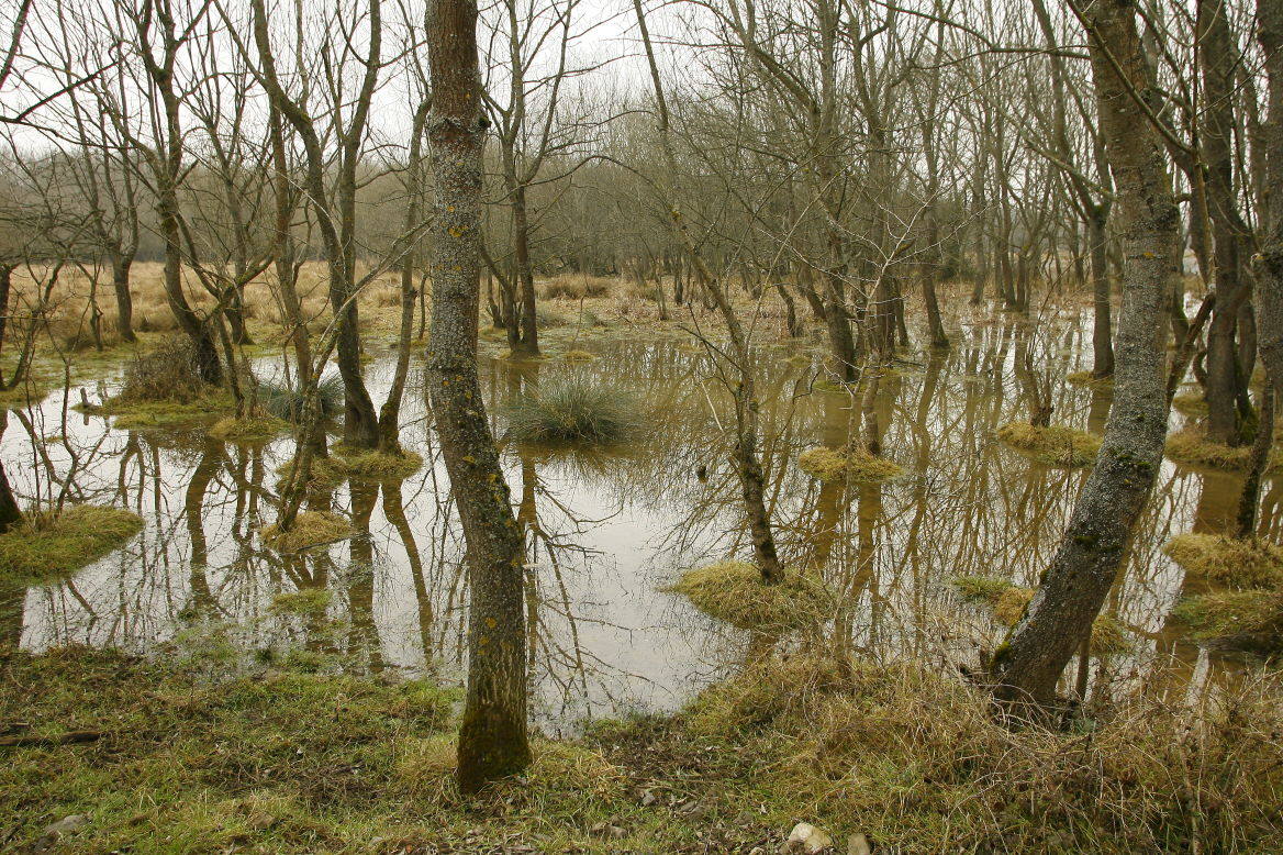 1. En 2012 Vitoria fue escogida Capital Verde Europea. La ciudad alavesa cuenta con hermosos parques urbanos, una estimulante ruta de jardines y una amplia red de sendas urbanas. El gigatne verde es el Parque de Salburua, con algo más de un millón y medio de metros cuadrados, seguido por el Parque de Zabalgana y el de Atxa, según el ranking de Holidu.