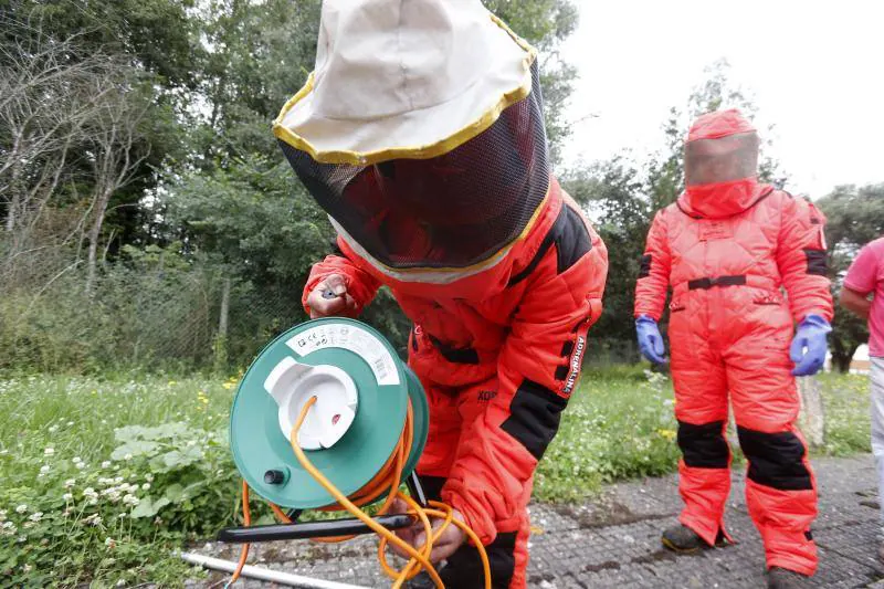 Asturias es la primera región en utilizar material pirotécnico para acabar con los nidos de las avispas. Este sistema permitirá eliminar por completo tanto la colonia como el nido y es menos dañino para el medio ambiente.