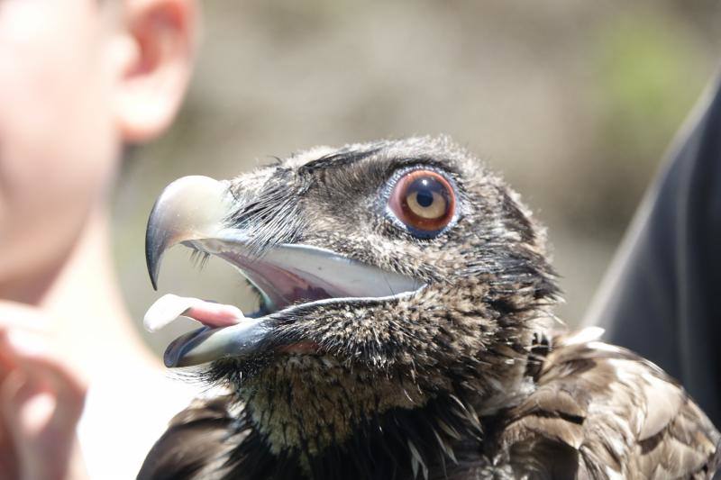 Fotos: &#039;Hugo&#039; ya vuela en los Picos