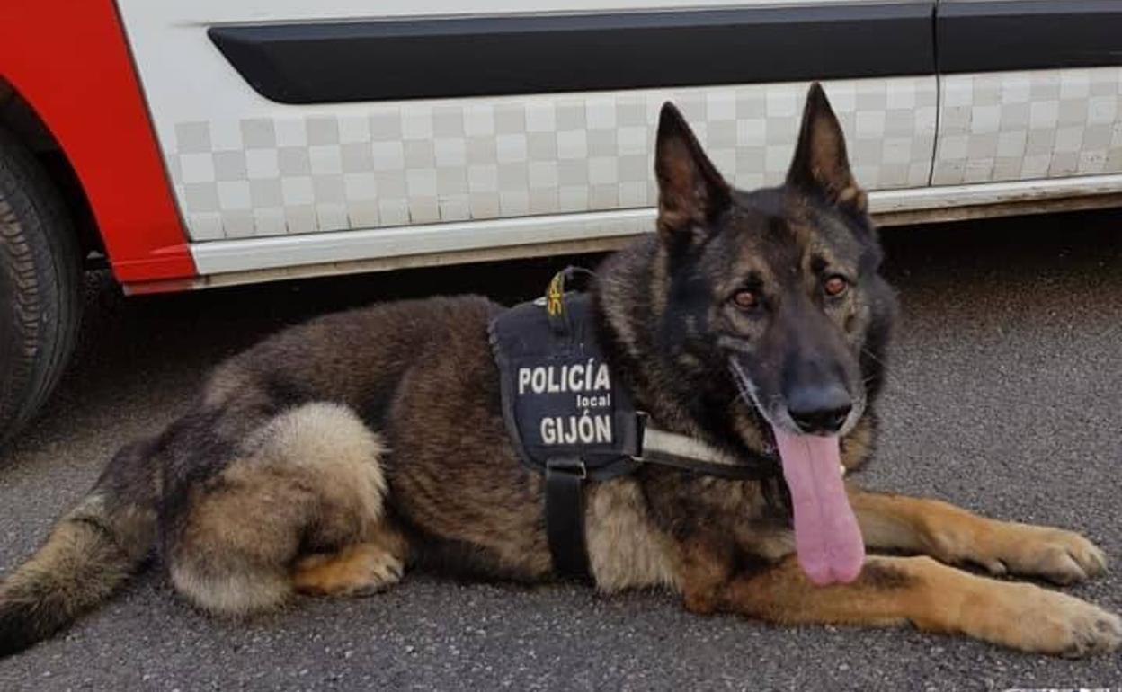 Thor se jubila tras nueve años trabajando en la Policía Local de Gijón. 