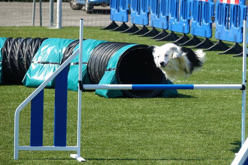 Fotos: Cangas de Onís acoge a la élite canina