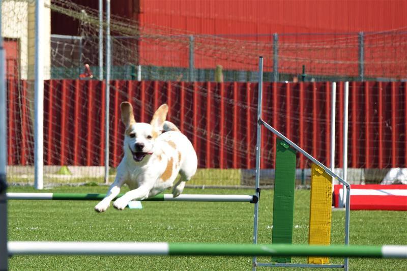 Fotos: Cangas de Onís acoge a la élite canina