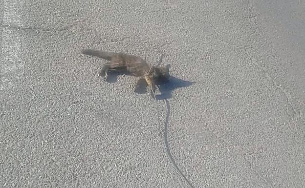 Imagen de la cría de gato. 