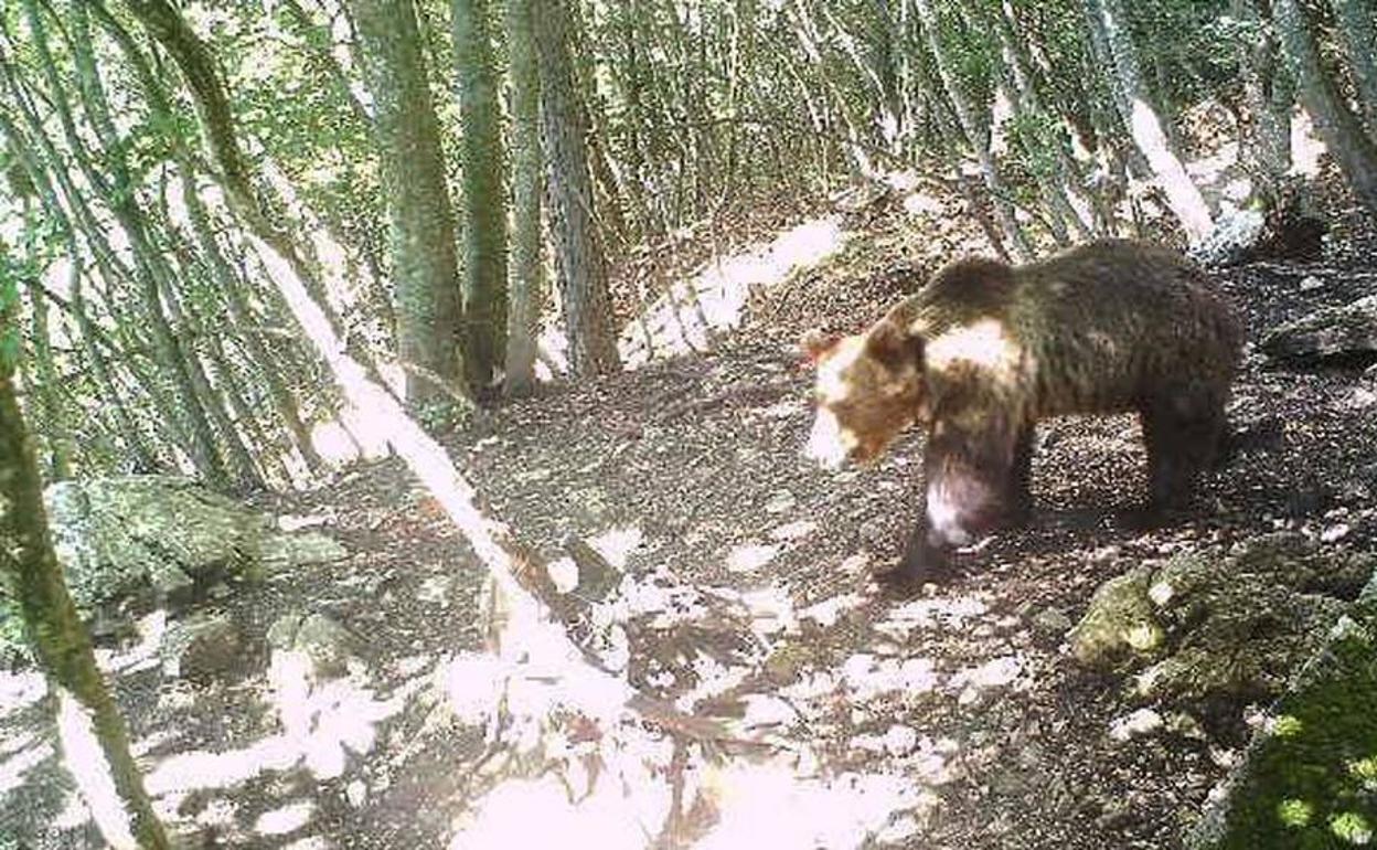 El oso pardo M49 en una de las imágenes grabadas en uno de los bosques italianos. 