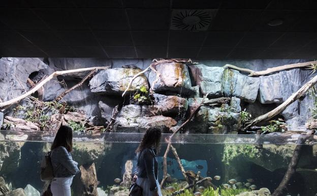 El Acuario de Gijón enseña el nuevo tanque de pirañas