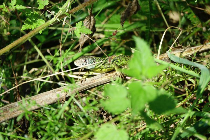 Ponga está considerado un auténtico paraíso para los amantes de la naturaleza. Destacan sus cumbres, como Tiatordos o Sobanciu; pueblos como Beleñu, Cainaba o Sobrefoz, sin olvidarnos de su fauna. 