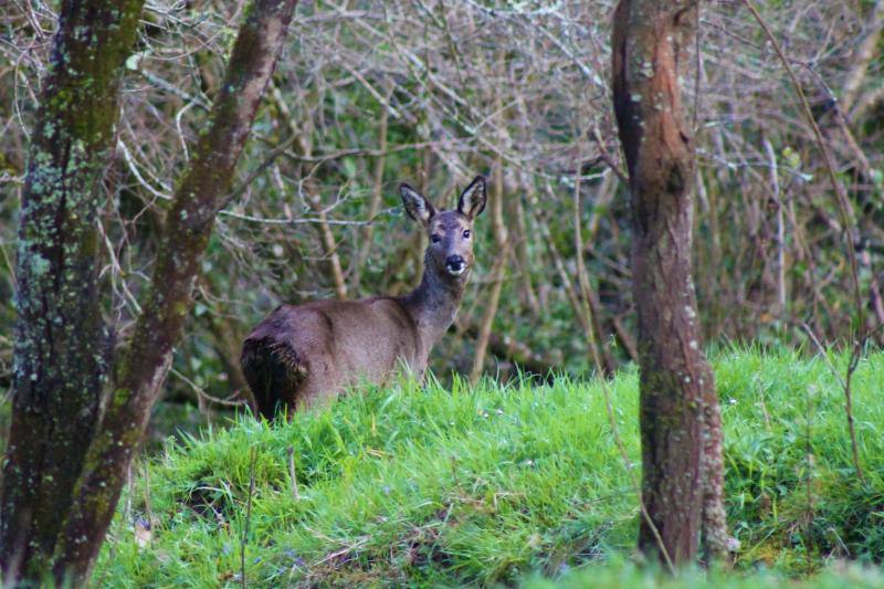 Ponga está considerado un auténtico paraíso para los amantes de la naturaleza. Destacan sus cumbres, como Tiatordos o Sobanciu; pueblos como Beleñu, Cainaba o Sobrefoz, sin olvidarnos de su fauna. 