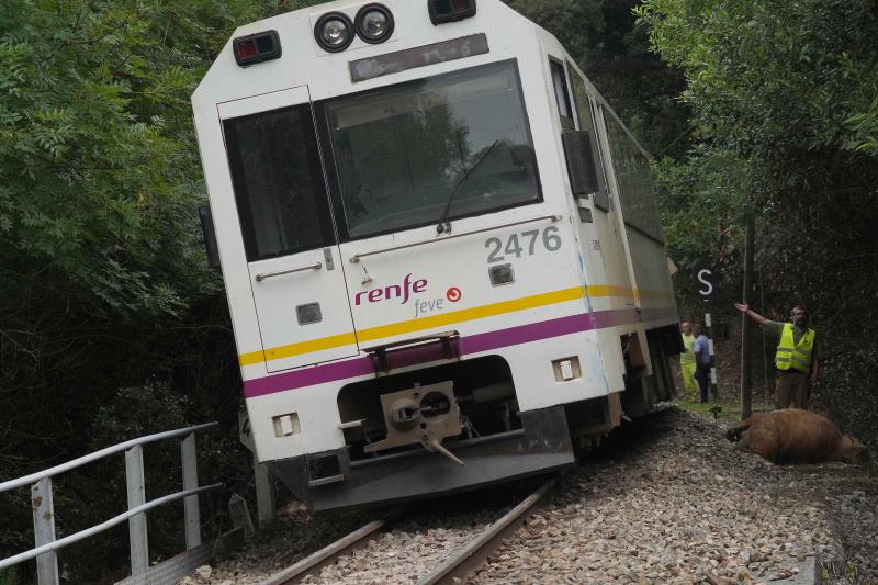 El suceso se produjo entre las localidades de Celorio y Poo al chocar el convoy con unas cinco vacas que invadieron las vías, lo que provocó su descarrilamiento, según confirman desde Renfe. En el tren viajaban 25 pasajeros, el maquinista y un interventor y ninguno de ellos ha resultado herido. El grupo ha tenido que ser evacuado por las propias vías para continuar su trayecto por carretera.