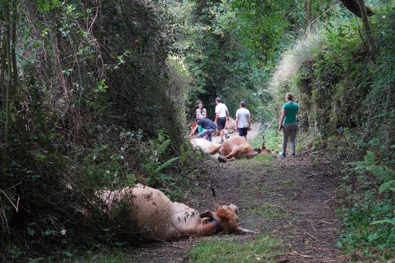 El suceso se produjo entre las localidades de Celorio y Poo al chocar el convoy con unas cinco vacas que invadieron las vías, lo que provocó su descarrilamiento, según confirman desde Renfe. En el tren viajaban 25 pasajeros, el maquinista y un interventor y ninguno de ellos ha resultado herido. El grupo ha tenido que ser evacuado por las propias vías para continuar su trayecto por carretera.