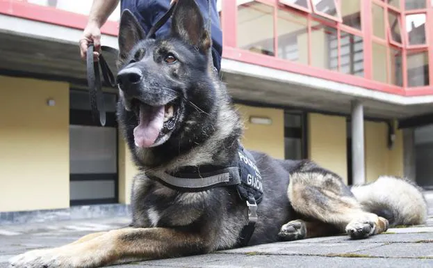 Así será la jubilación de 'Thor', el perro policía de Gijón
