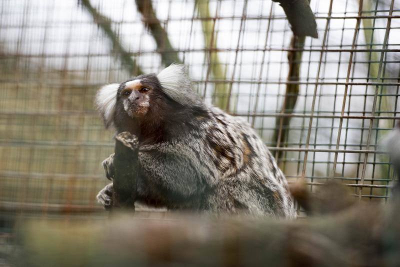 El zoológico El Bosque, situado en Oviedo, cuenta con 80 especies animales y más de 200 ejemplares con historias conmovedoras.