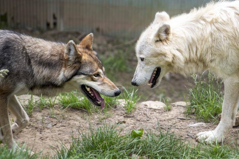 El zoológico El Bosque, situado en Oviedo, cuenta con 80 especies animales y más de 200 ejemplares con historias conmovedoras.