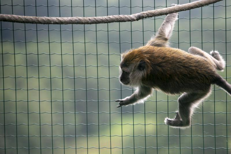 El zoológico El Bosque, situado en Oviedo, cuenta con 80 especies animales y más de 200 ejemplares con historias conmovedoras.