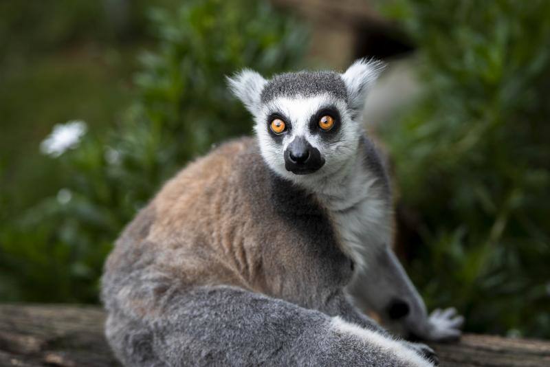 El zoológico El Bosque, situado en Oviedo, cuenta con 80 especies animales y más de 200 ejemplares con historias conmovedoras.