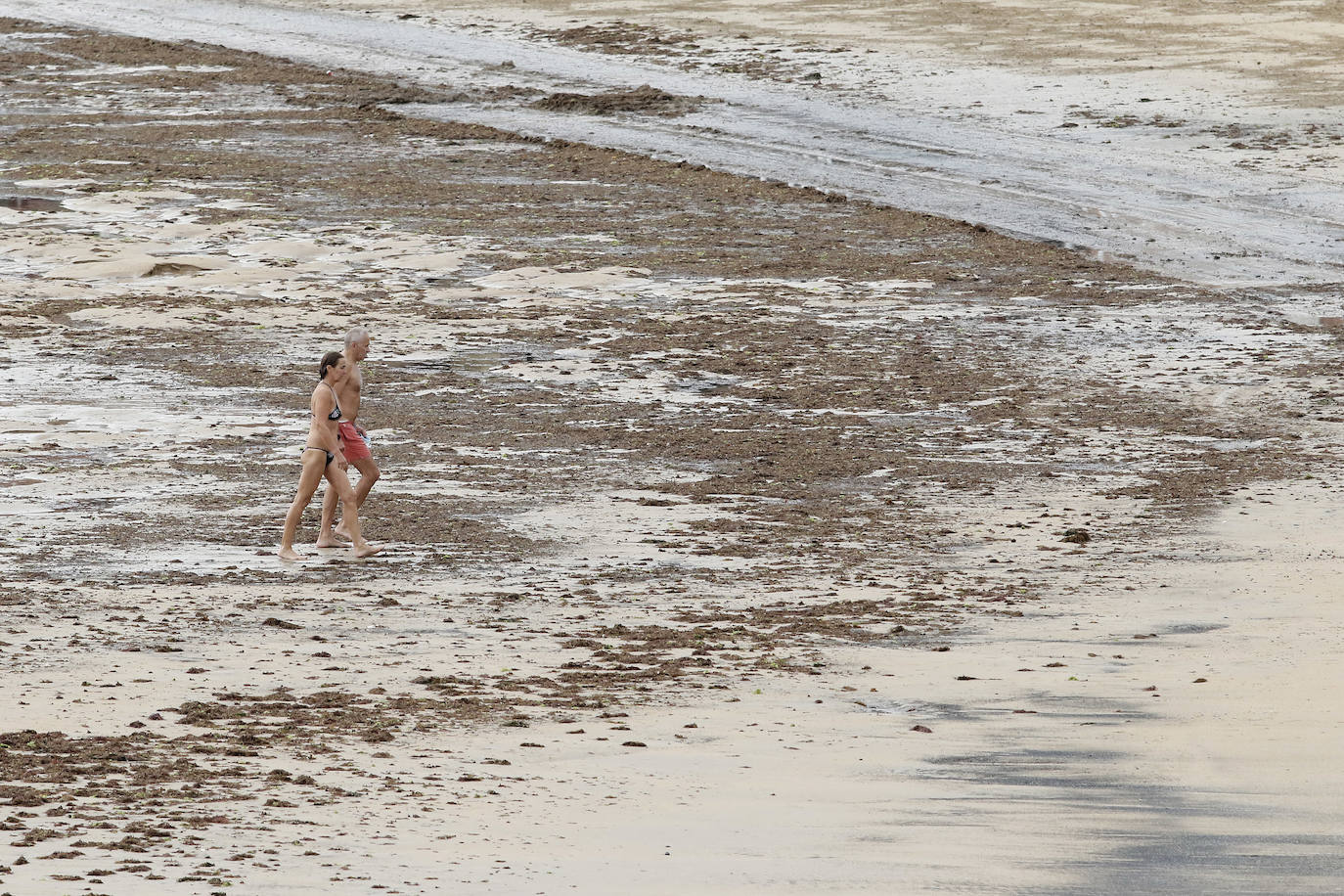 El principal arenal gijonés despertó cubierto de ocle, una imagen casi habitual para paseantes y bañistas. Emulsa se encarga cada día de la limpieza y recogida de todo lo acumulado.