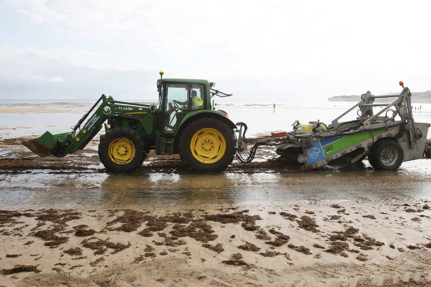 El principal arenal gijonés despertó cubierto de ocle, una imagen casi habitual para paseantes y bañistas. Emulsa se encarga cada día de la limpieza y recogida de todo lo acumulado.