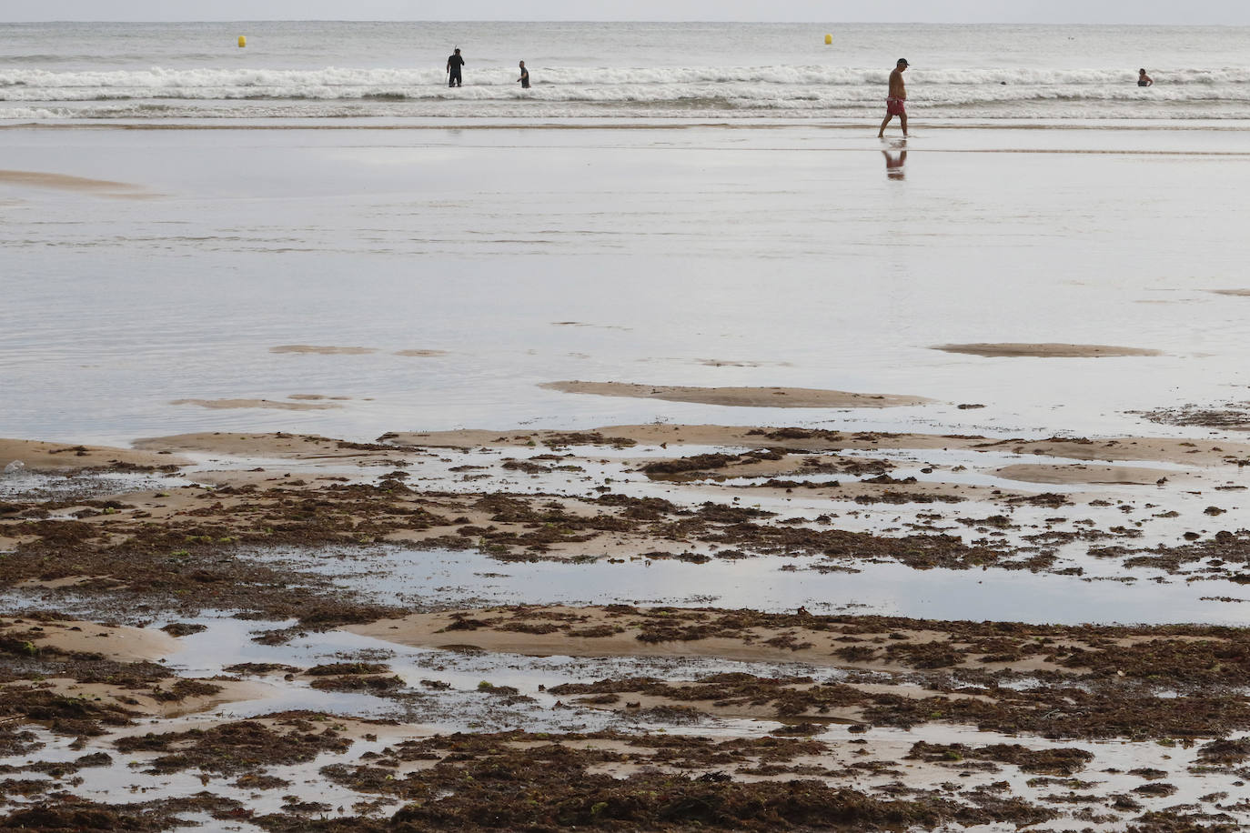 El principal arenal gijonés despertó cubierto de ocle, una imagen casi habitual para paseantes y bañistas. Emulsa se encarga cada día de la limpieza y recogida de todo lo acumulado.