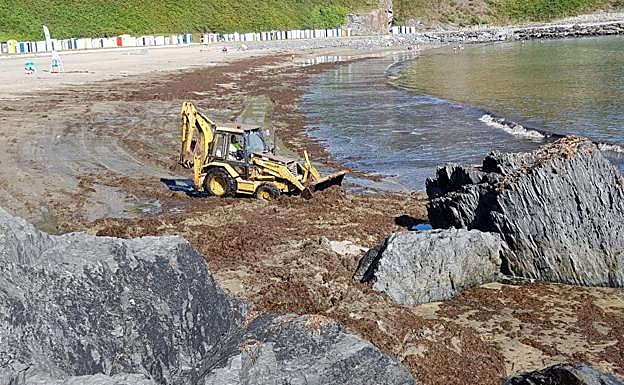 La pala municipal arrastra las algas hacia un lateral de la playa en la zona rocosa. 