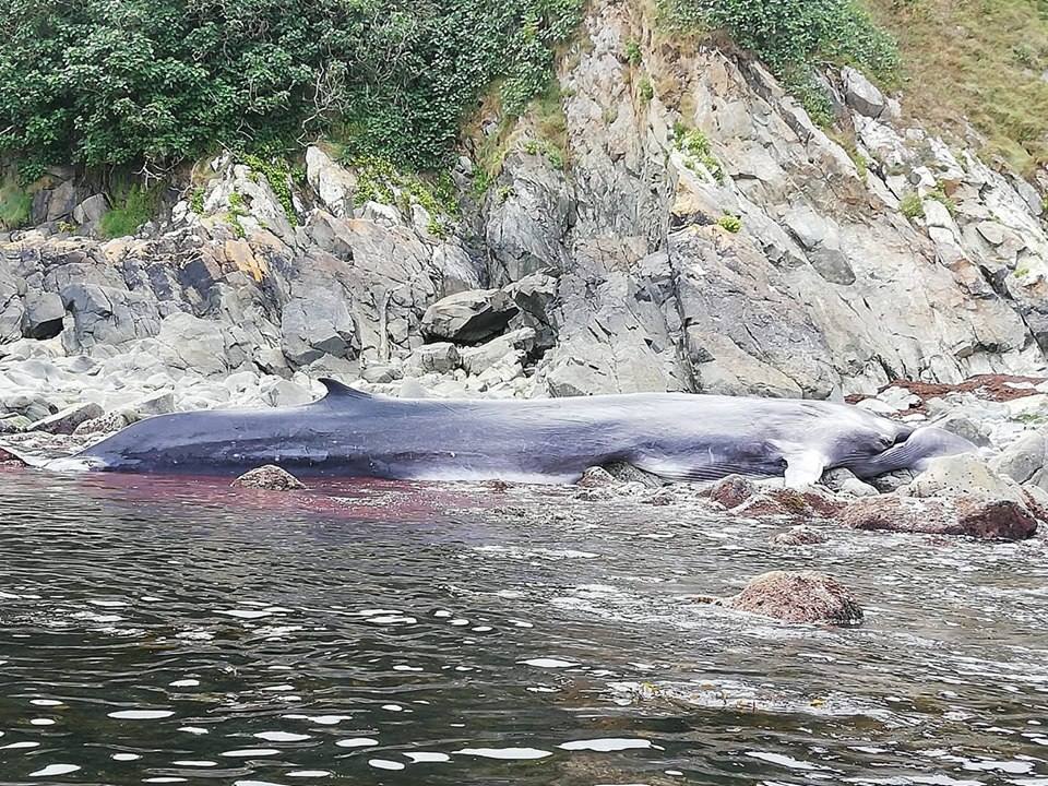 Se trata de un Rorcual Común que se encontraba vivo cuando fue localizado aunque falleció horas después. Se trata de un ejemplar con unos patrones de coloración muy poco habituales en la zona. 