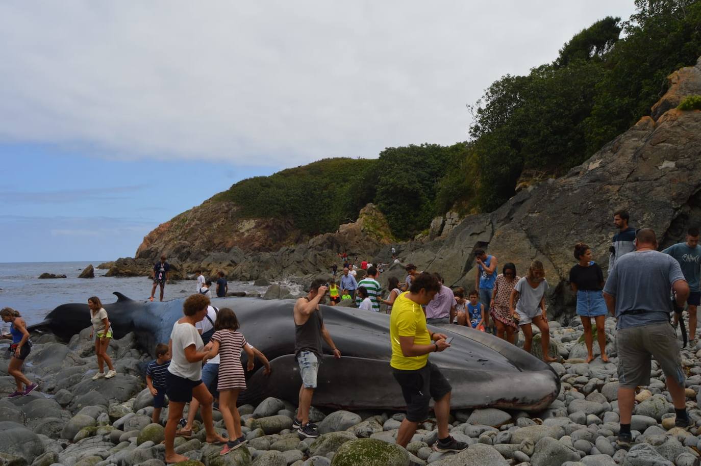 El cetáceo apareció varado al este de la cala del Figo, muy cerca de la parroquia de Salave. Aunque llegó viva a la costa asturiana, acabó falleciendo. Su cuerpo será trasladado a a las instalaciones de Cogersa, donde se le practicará una necropsia con la que esclarecer las causas de su fallecimiento.