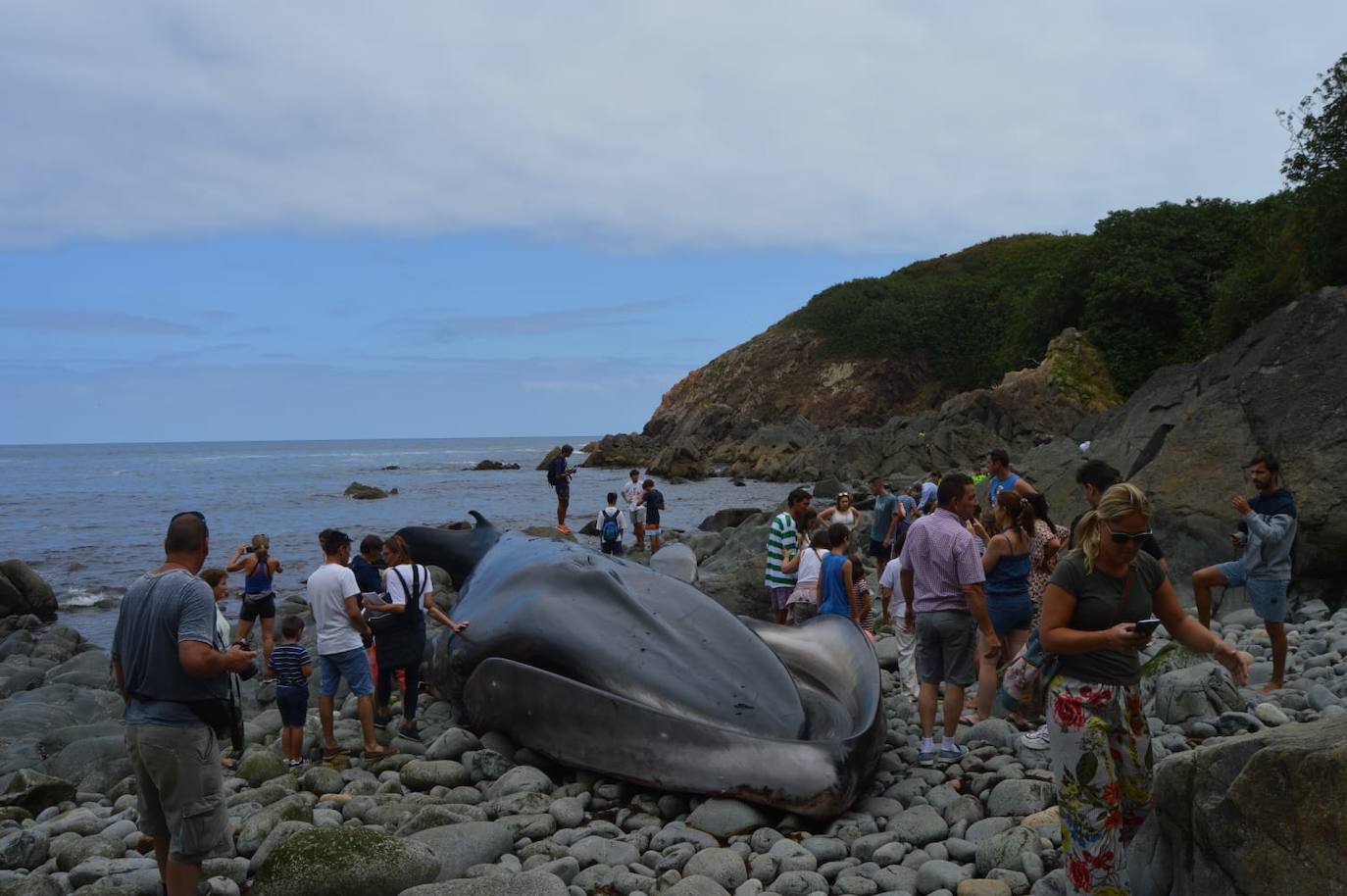 El cetáceo apareció varado al este de la cala del Figo, muy cerca de la parroquia de Salave. Aunque llegó viva a la costa asturiana, acabó falleciendo. Su cuerpo será trasladado a a las instalaciones de Cogersa, donde se le practicará una necropsia con la que esclarecer las causas de su fallecimiento.