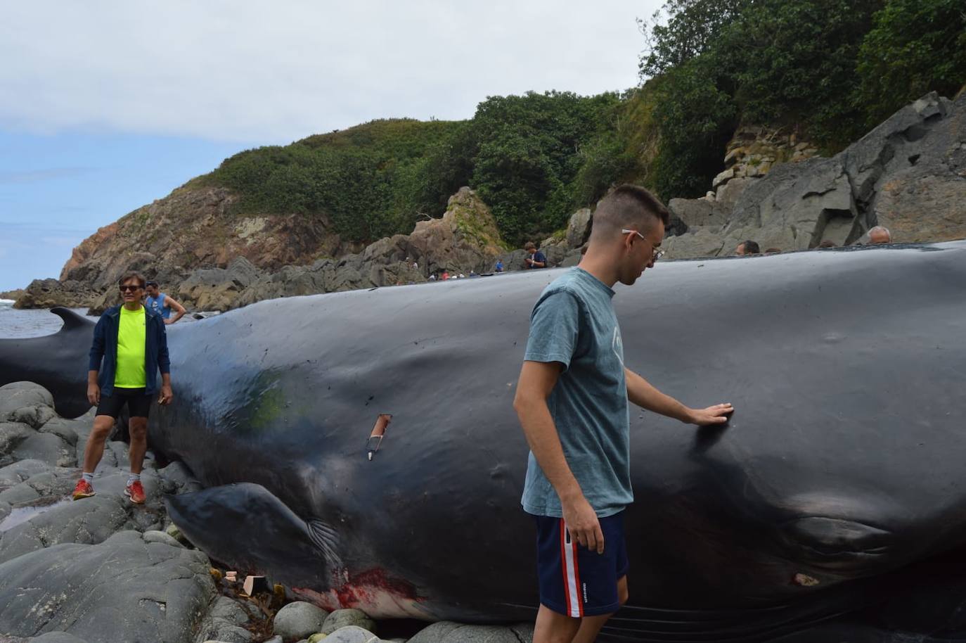 El cetáceo apareció varado al este de la cala del Figo, muy cerca de la parroquia de Salave. Aunque llegó viva a la costa asturiana, acabó falleciendo. Su cuerpo será trasladado a a las instalaciones de Cogersa, donde se le practicará una necropsia con la que esclarecer las causas de su fallecimiento.