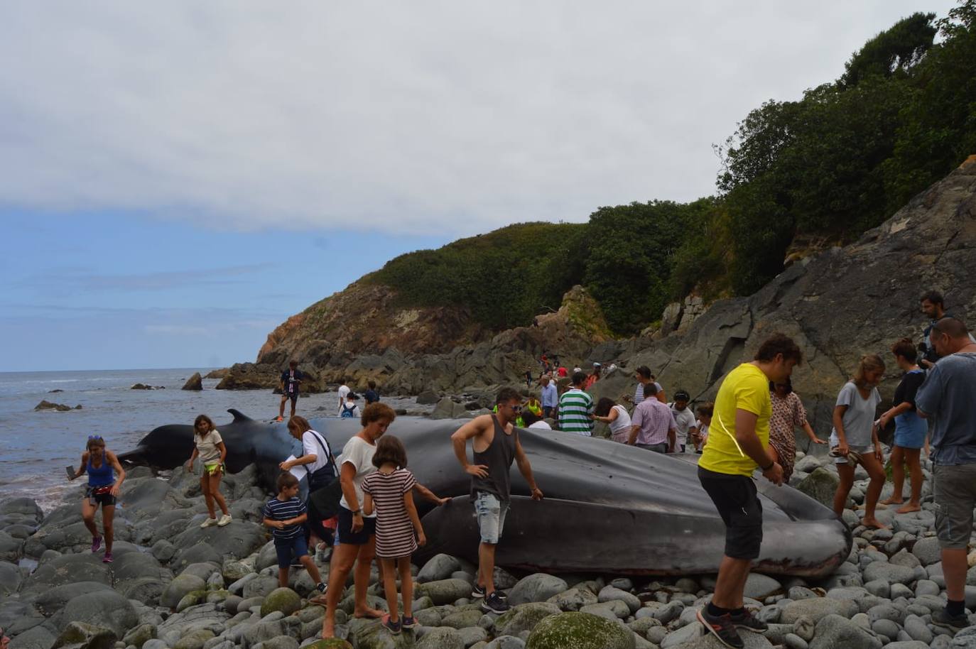 El cetáceo apareció varado al este de la cala del Figo, muy cerca de la parroquia de Salave. Aunque llegó viva a la costa asturiana, acabó falleciendo. Su cuerpo será trasladado a a las instalaciones de Cogersa, donde se le practicará una necropsia con la que esclarecer las causas de su fallecimiento.
