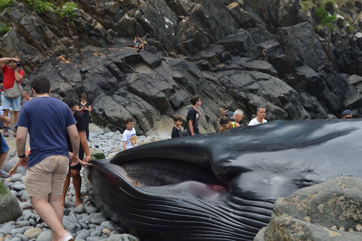 El cetáceo apareció varado al este de la cala del Figo, muy cerca de la parroquia de Salave. Aunque llegó viva a la costa asturiana, acabó falleciendo. Su cuerpo será trasladado a a las instalaciones de Cogersa, donde se le practicará una necropsia con la que esclarecer las causas de su fallecimiento.