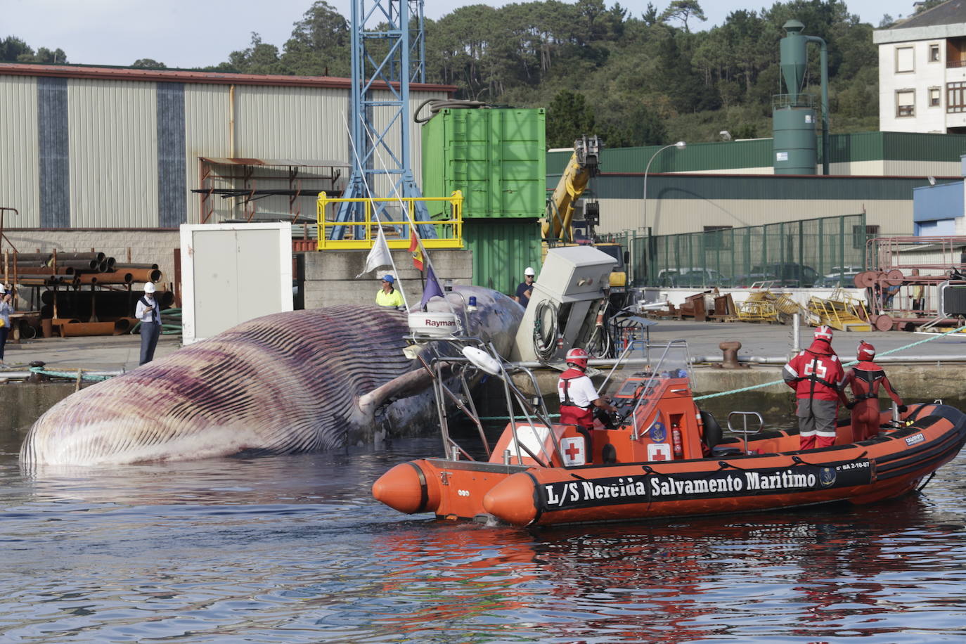 Fotos: Complicado rescate de la ballena en el puerto de Navia